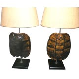 A great pair of Turtle Shells mounted as lamps with white linen