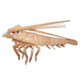 Carved Bone Lobster