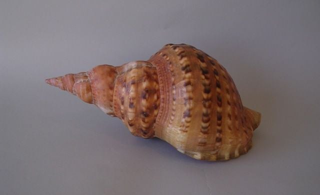 Huge shell from the Caribbean.<br />
A collectable and decorative object.