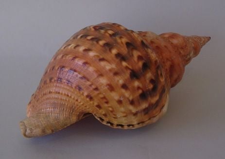 20th Century Tropical Shell