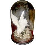 Nice Victorian domed taxidermy of Dove with wax flowers.