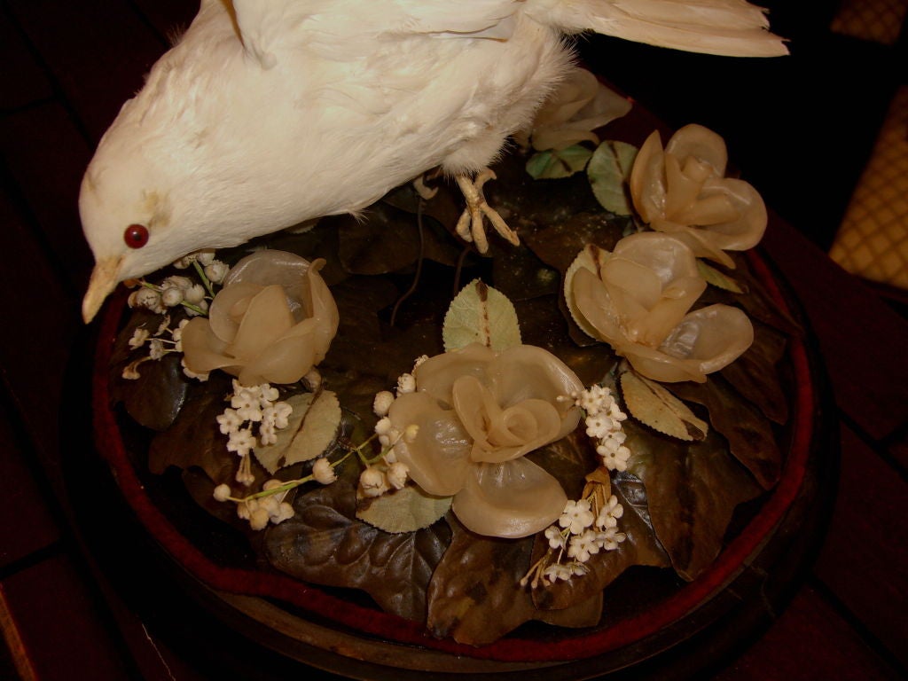 A nice Victorian Taxidermied White dove with wax floral base. The Dome is original and in excellent condition. The base and dove are in good condition, with age appropriate wear.