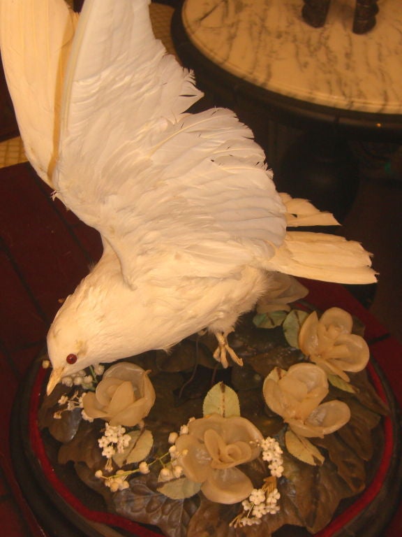 American Nice Victorian domed taxidermy of Dove with wax flowers.