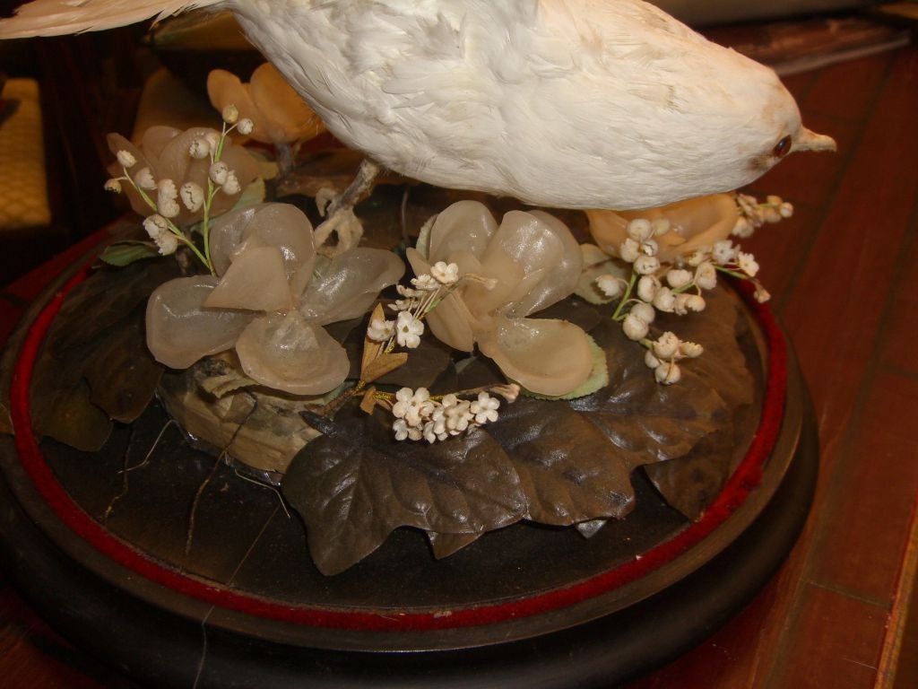 19th Century Nice Victorian domed taxidermy of Dove with wax flowers.