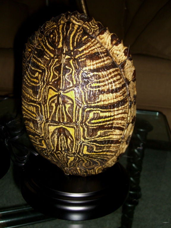 A nice pair of matched turtle shell lamps. These are not endangered, they are common snapping turtle shells. The Shells have been treated and properly preserved. The wiring bases and metal are new. These lamps feature an adjustable rod so that the