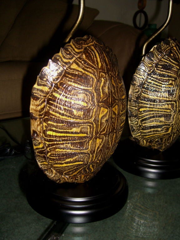 American Pair of Turtle shell lamps mounted on black bases