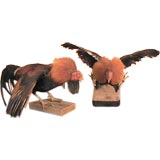 (2) pair of taxidermied fighting cocks