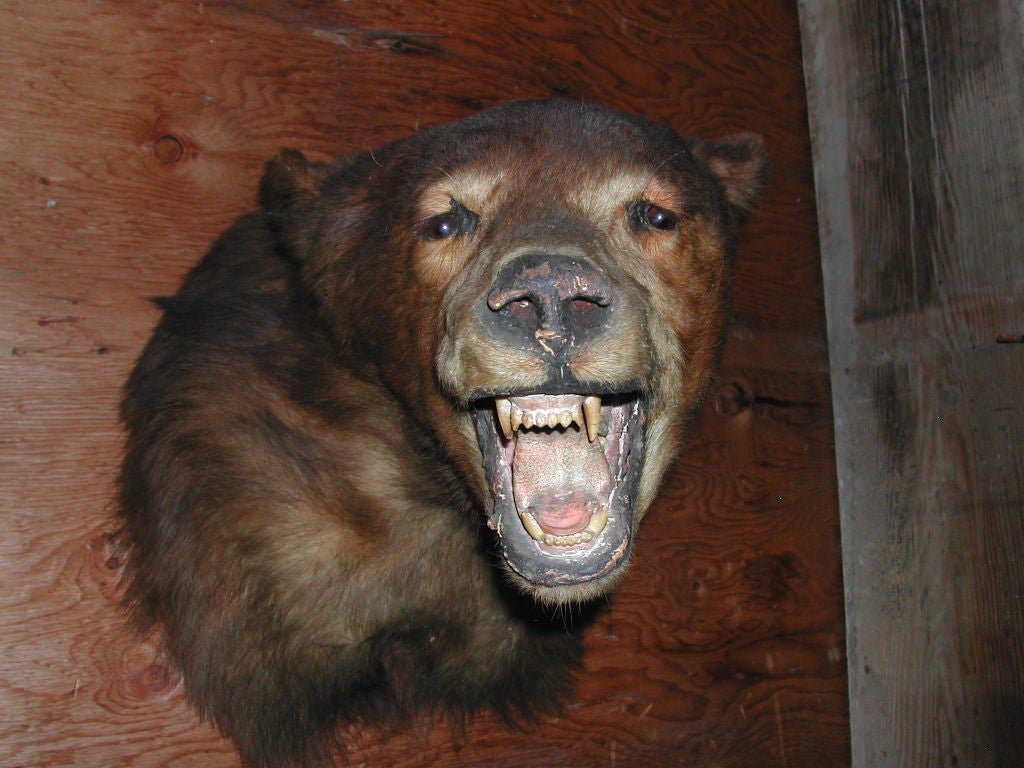 Mid-20th Century vintage california brown bear