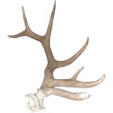 jurassic 6 foot elk antler