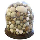 Large 19th century Glass Dome with Birds' Eggs