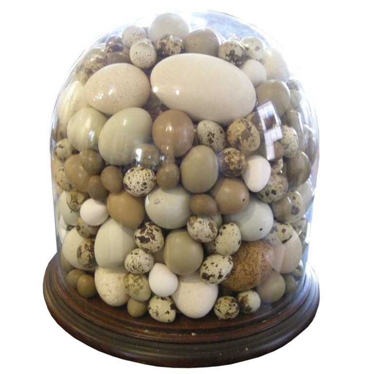 Large 19th century Glass Dome with Birds' Eggs