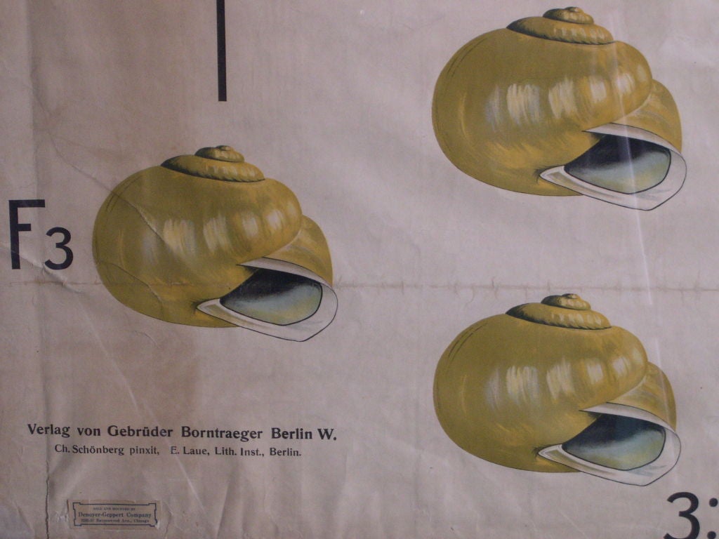 Large  German biology poster