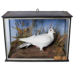 Captian Oates' Albino Wood Pigeon in Glass Display Case