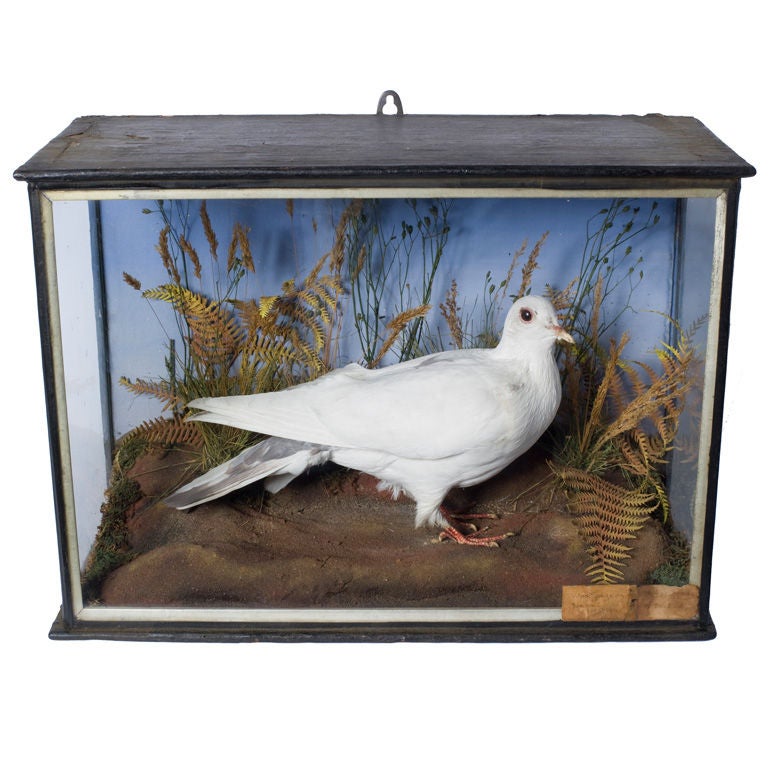 Captian Oates
 Albino Wood Pigeon in Glass Display Case