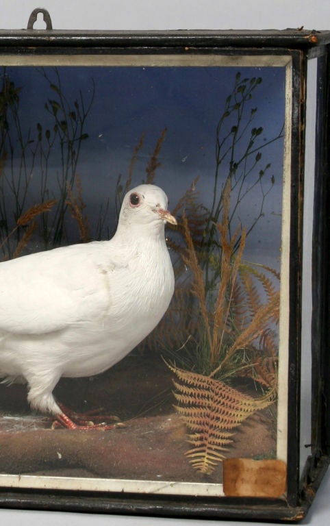 Albino Wood Pigeon in glass display case - part of the collection of Captain Lawrence Oates who sacrificed himself during Captain Scott's disasterous expedition to the South Pole in 1912.