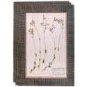 12 Green Patina Wood Framed 19th Century Herbiers