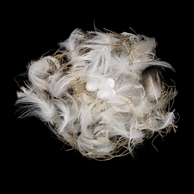 Contemporary Photographic Studies of Birds Nests For Sale