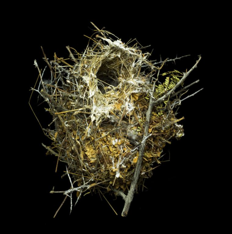 Photographic Studies of Birds Nests For Sale 4