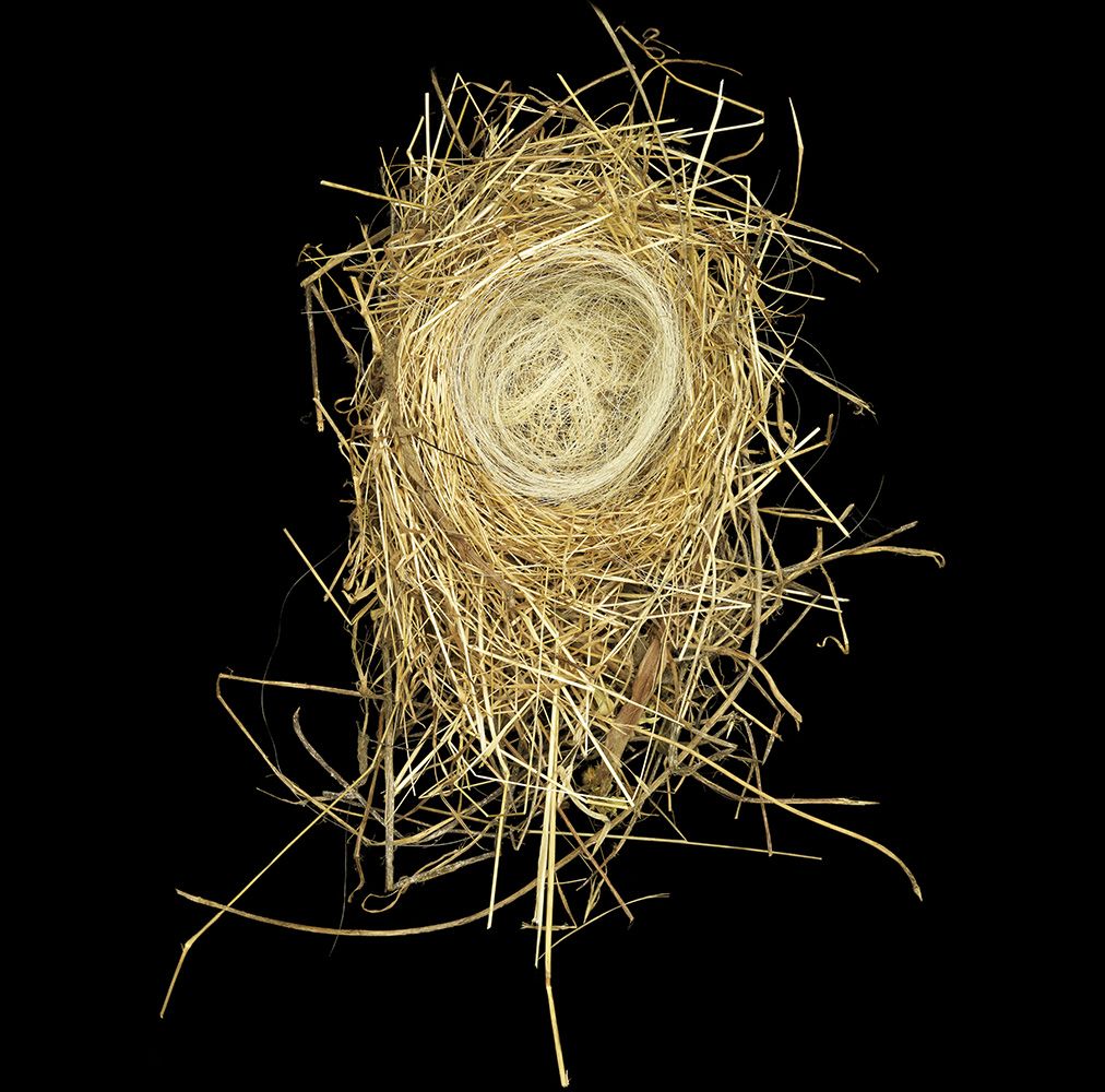 Photographic Studies of Birds Nests For Sale 2