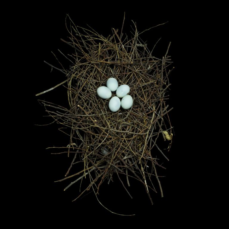 Photographic Studies of Birds Nests For Sale 1