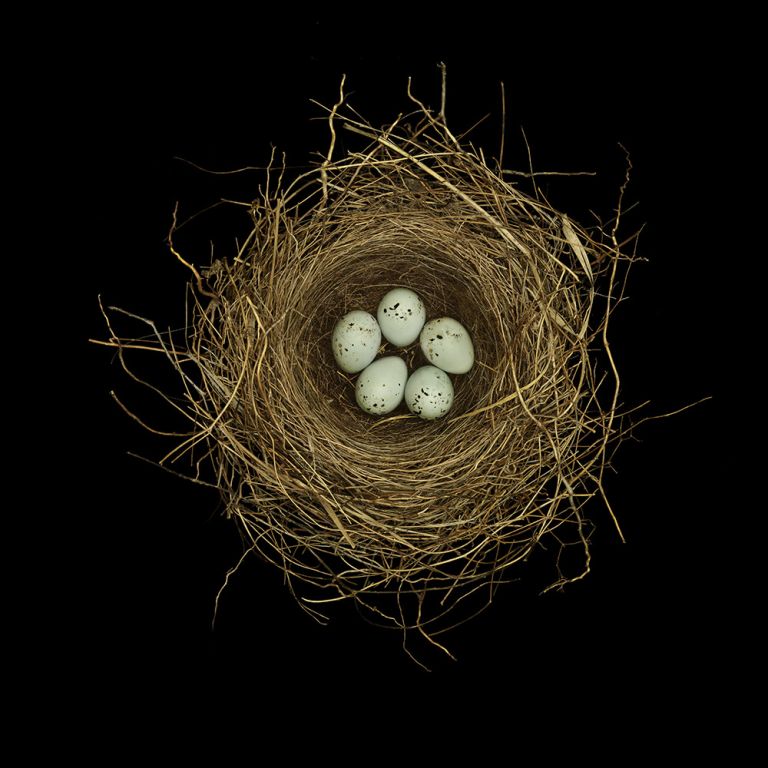 Photographic Studies of Birds Nests In Excellent Condition For Sale In San Francisco, CA