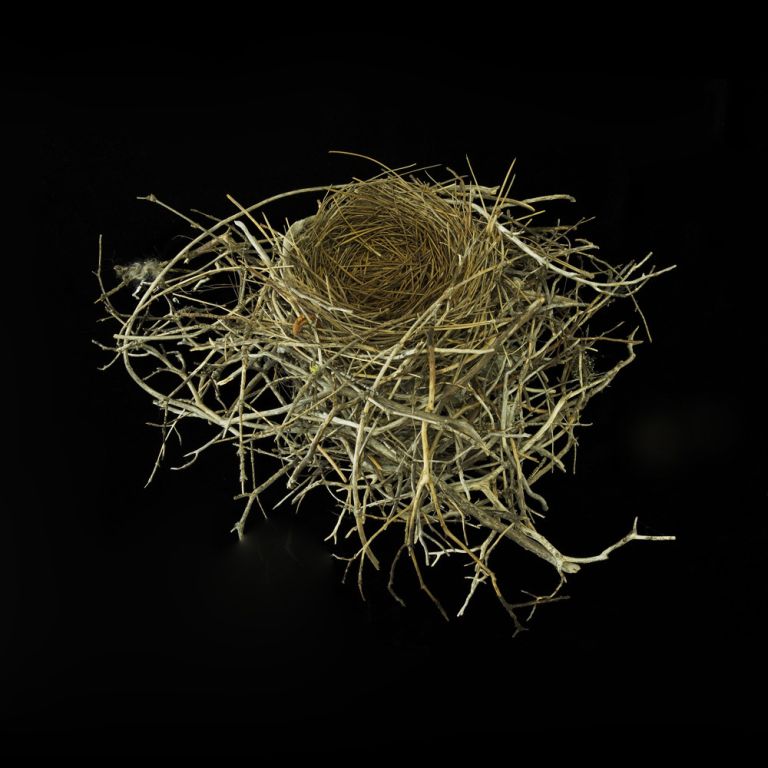 Photographic Studies of Birds Nests For Sale 5