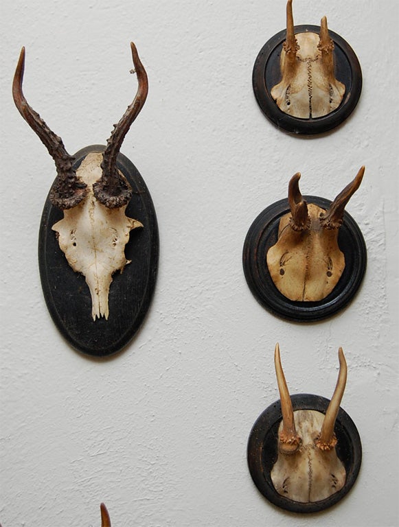 Assorted Mounted Antlers from Germany many to choose from.