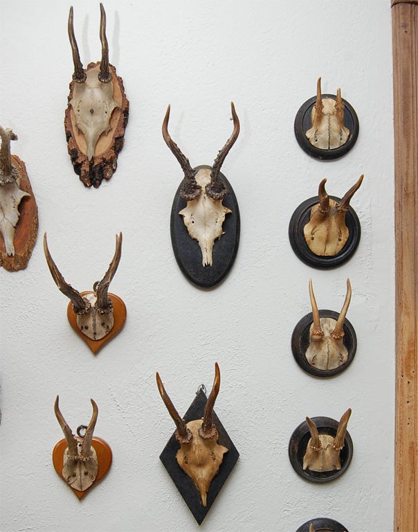 German Assorted Mounted Antlers