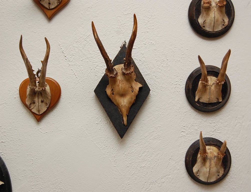 20th Century Assorted Mounted Antlers