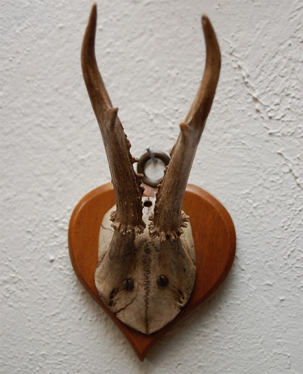 Assorted Mounted Antlers 1