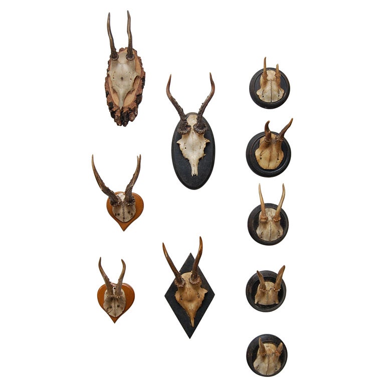 Assorted Mounted Antlers
