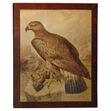 Antique Eagle Print II