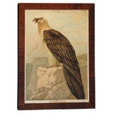 Antique Eagle Print I