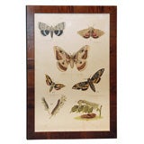 Antique Butterfly Print Antique Butterfly Print