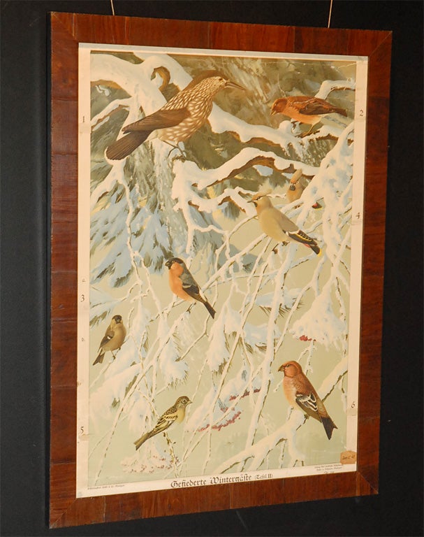 Winter Birds Antique Print I