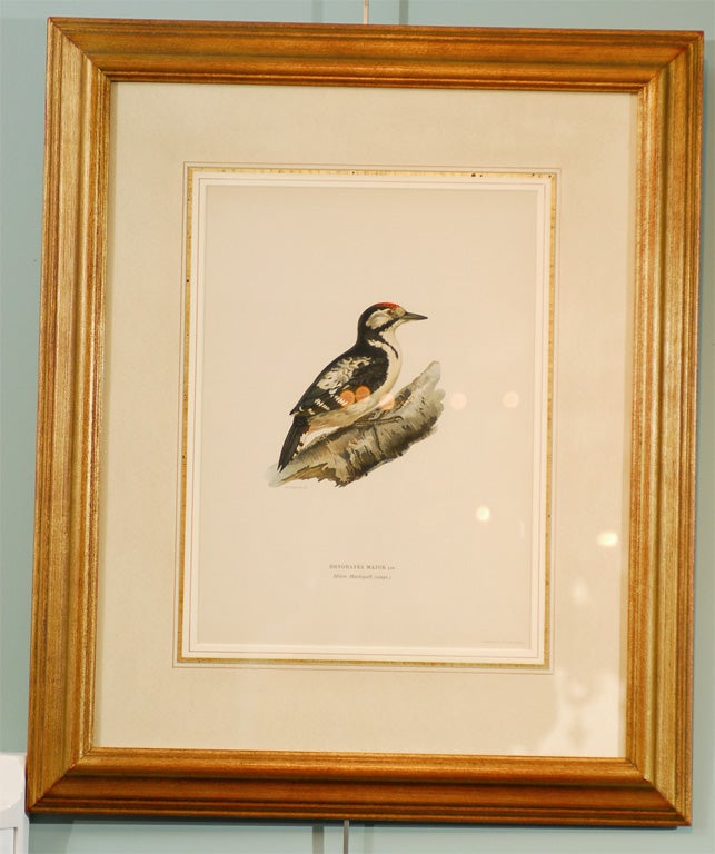 Set of four Chromolithographs of Birds by A. Bortzells