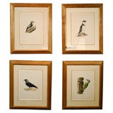 Set of four Chromolithographs of Birds by A. Bortzells