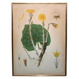 French Tutorial Botanical