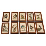 10 framed bird prints