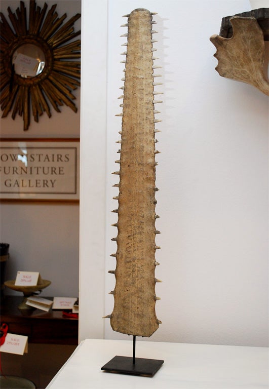 This bill (or rostrum) is used by the sawfish to slap and stun its prey.  This specimen with good teeth dates from 1900 mounted on a later stand.
