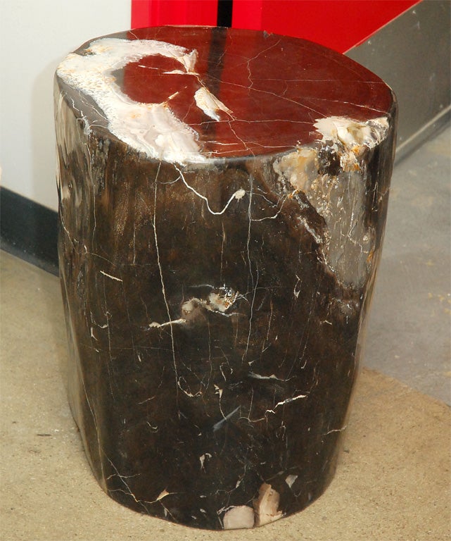 Unknown Petrified Wood Stump