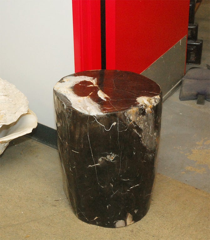 Petrified Wood Stump 1