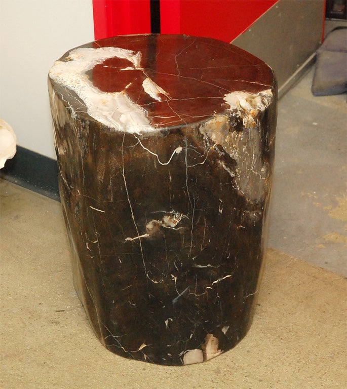 Petrified Wood Stump 5