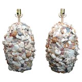 Sea Shell Lamps