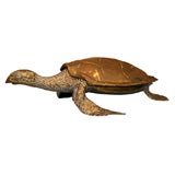 Lidded Top, Lifesize Sea Turtles