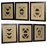Set of Six Framed Hand Colored Dutch  Engravings