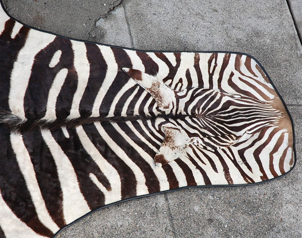 French Large  Zebra rug  with linen