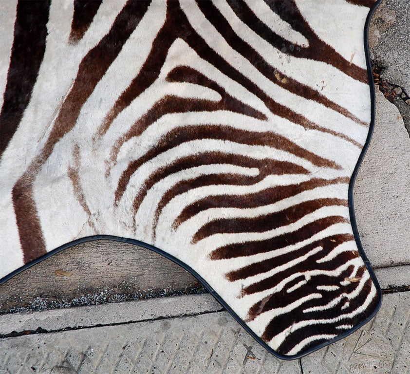 20th Century Large  Zebra rug  with linen