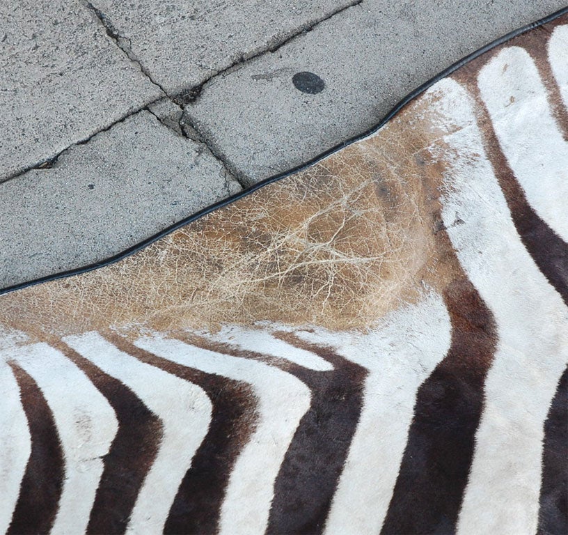 Large  Zebra rug  with linen 3
