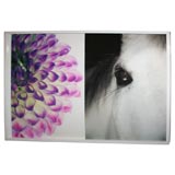 " Purple Burst " 11